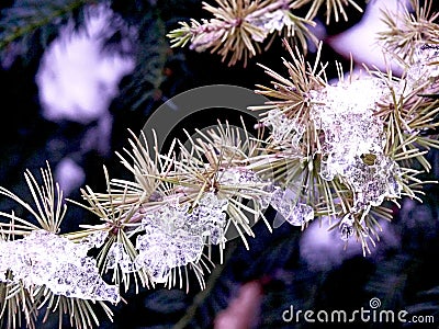 Needles of larch Stock Photo