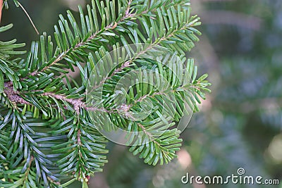 Needles of a Pacific silver fir, Abies amabilis Stock Photo