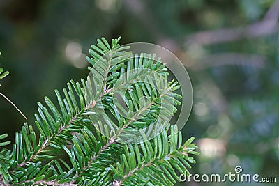 Needles of a Pacific silver fir, Abies amabilis Stock Photo