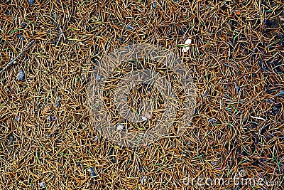 Needles Spruce fall ground Stock Photo