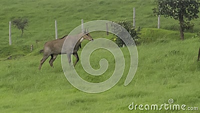 Neelgai Bluebull Isolated Male in the Grassland Stock Photo
