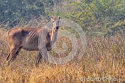 A Neelgai in a forest Stock Photo