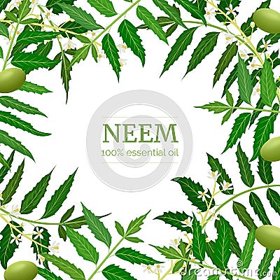 Neem leaf branch boxing frame, flowers and pods. Ayurveda Herb template Stock Photo