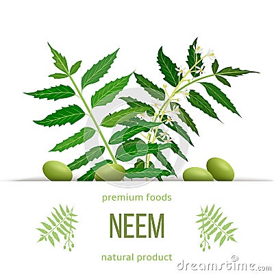 Neem leaf branch, flowers and pods. Ayurveda Herb template. Used for eye disorders, stomach upset Stock Photo
