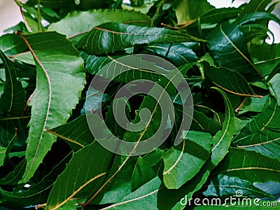 Neem leaf is used for leprosy, eye disorders, bloody nose, Stock Photo