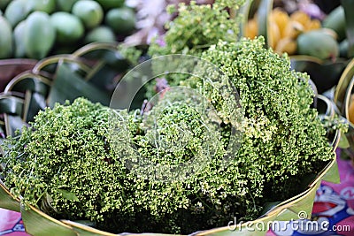 Neem, a local medicinal plant that Thai people prefer to consume for a long time And in addition to being used as food Also used Stock Photo