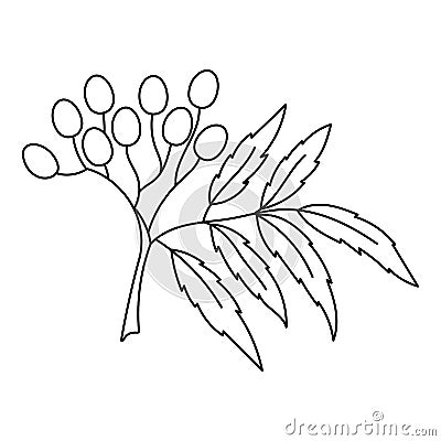 Neem. Nimtree or Indian lilac. Azadirachta indica. Used in perfumery. Editable stroke size. Vector line icon. Vector Illustration