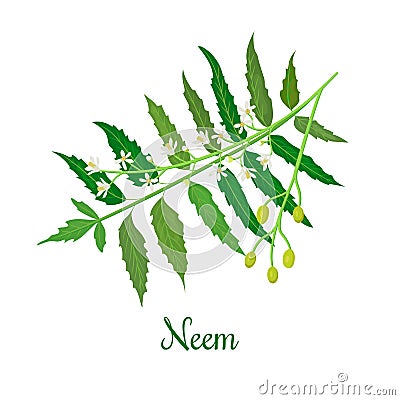 Neem or nimtree. medicinal plant, twig, flowers and berries Vector Illustration