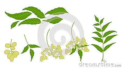 Neem plant leaf neem oil ayurvedic herb illustration nimtree medicinal tree Vector Illustration