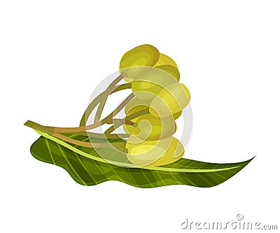 Neem Plant with Leafy Branch and Green Oily Fruits Vector Illustration Vector Illustration