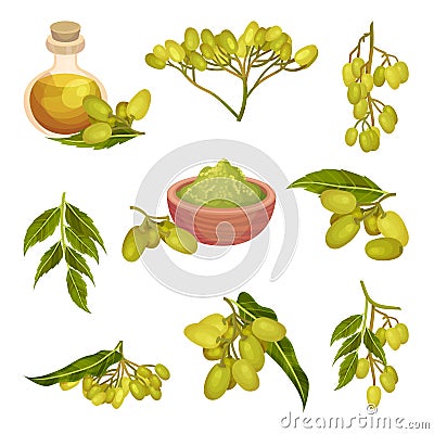 Neem Plant with Leafy Branches and Fruits Vector Set Vector Illustration
