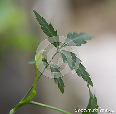 Neem Tree Leaves Close Up Stock Photo