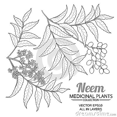Neem vector set Vector Illustration