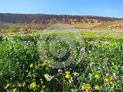 Negev woestijn in bloei; Negev desert in bloom; Mitzpe Ramon crater; Israel Stock Photo
