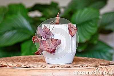 Neglected dying house plant with hanging dry leaves in white flower pot on table Stock Photo