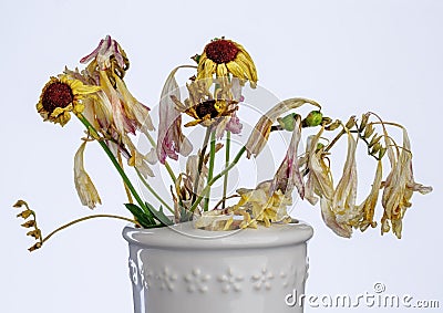 Wilted and sad dead flowers Stock Photo