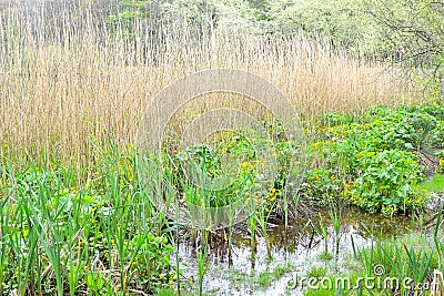 Neglected pond Stock Photo