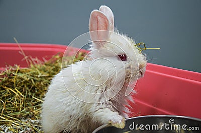 Neglected and sick young rabbit with upper respiratory infection at a veterinary clinic Stock Photo