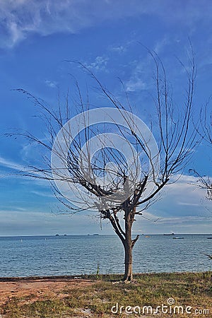 A neglected tree, dying slowly by the beach. Stock Photo
