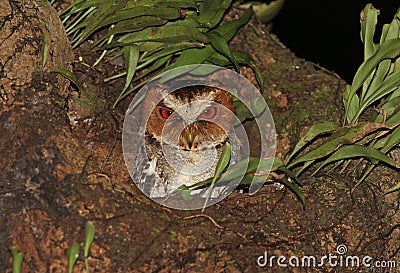 Negrosdwergooruil, Negros Scops Owl, Otus nigrorum Stock Photo