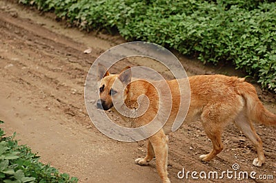 Neighbor`s big yellow dog, Chinese pastoral dog Stock Photo