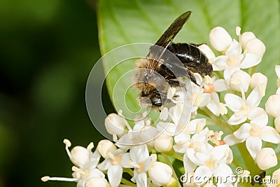 Neighborly Mining Bee - Andrena vicina Stock Photo