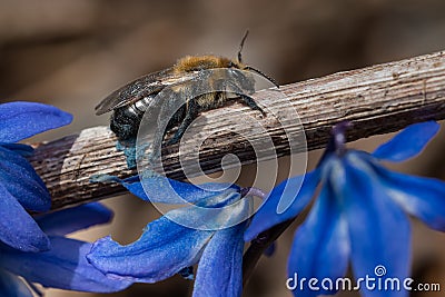 Neighborly Mining Bee.- Andrena vicina Stock Photo