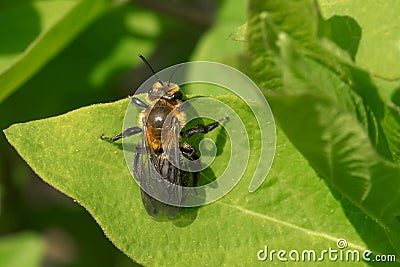 Neighborly Mining Bee - Andrena vicina Stock Photo