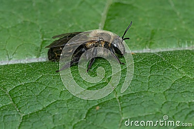 Neighborly Mining Bee - Andrena vicina Stock Photo