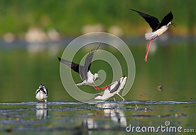 Neighborly relations in wild nature. Conflict Pied Avocet`s family and Black-winged Stilts near their nest. Stock Photo