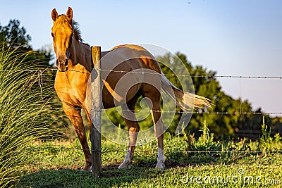 The neighbors horse in Canton Georgia Stock Photo