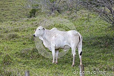 Nelore calf grazing on farmland Stock Photo