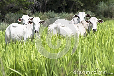 Nelore cattle Stock Photo