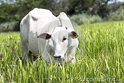 Nelore cattle Stock Photo