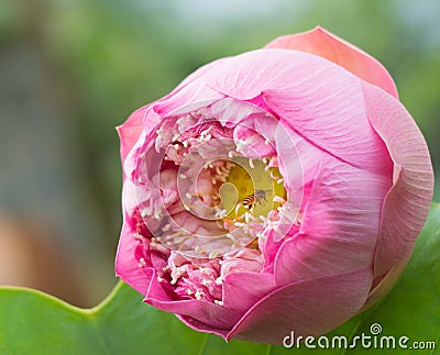 Nelumbo nucifera, also known as Indian lotus, sacred lotus Stock Photo