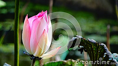 Nelumbo Nucifera Flower & x28; Lotus& x29; Stock Photo