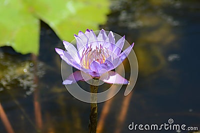 Nelumbo nucifera, Indian lotus Stock Photo