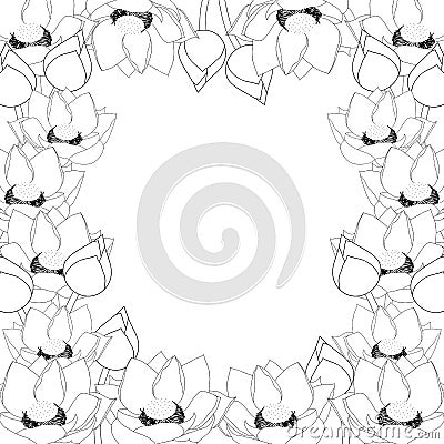 Nelumbo nucifera - Indian lotus Outline Border, sacred lotus, bean of India, Egyptian bean. National flower of India and Vietnam Vector Illustration