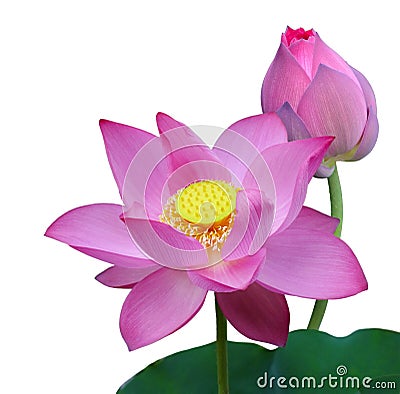 Nelumbo Nucifera Lotus Stock Photo