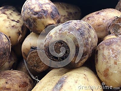 Nelumbo Nucifera, Lotus Plant Roots on Sale on Kauai Island, Hawaii. Stock Photo