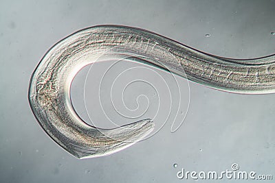 Nematode Parasitic worm Stock Photo