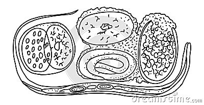 Nematodes origin from euglena, isolated on white process, vector illustration. Vector Illustration