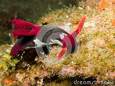 Nembrotha chamberlaini nudibranch Stock Photo