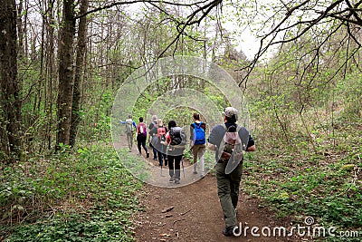 Group of hikers in the woods. Editorial Stock Photo