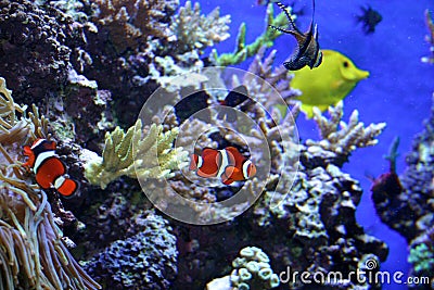 Nemo Stock Photo