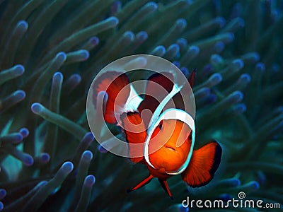 Nemo Stock Photo