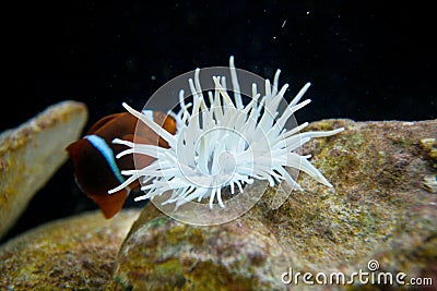 Nemo Clownfish Stock Photo