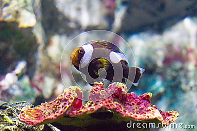 Nemo clownfish Stock Photo