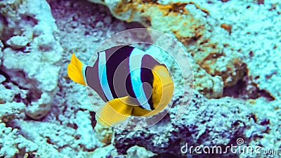 Nemo, clownfish over an anemone, Maldives. Stock Photo