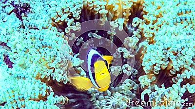 Nemo, clownfish over an anemone, Maldives. Stock Photo